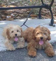Why buy a cockapoo puppy for sale if you can adopt and save a life? Cockapoos Adorable Cockapoo Puppies For Sale In Georgia