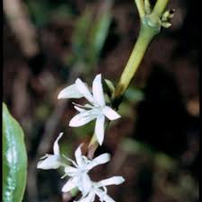 Image result for Coffea ligustroides