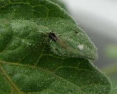These punctures may serve as entry point for disease causing organisms such as bacteria and fungi. Gnats On Tomato Stems