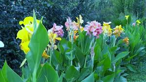 See reviews, photos, directions, phone numbers and more for achiras taxi locations in peekskill, ny. Achiras Youtube