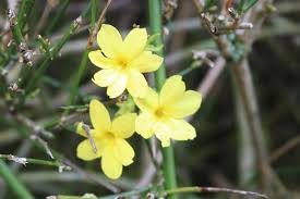 Image result for Jasminum bakeri