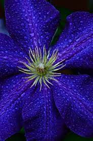 Mulch base of plant if it's in a sunny area, cut back to 2' in the spring. Deep Blue Clematis Blue Clematis Clematis Blue Flowers