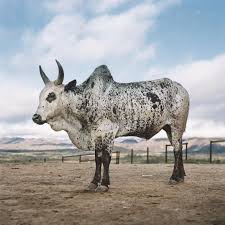 Glamour Shots Of The World S Sacred Cows Nguni Cows Nguni Cattle Cattle