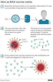 Het vaccin van moderna hoeft niet zo extreem koud te worden bewaard als dat van pfizer, en wordt. Covid Who Will Have The Pfizer Vaccine First And When Can I Get It Bbc News