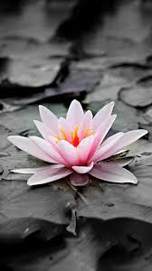 Sacred Lily Lotus Flower Wallpaper Flower Phone Wallpaper Cool Backgrounds For Iphone