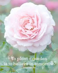 Absolutely Beautiful Quotes About Summer Flower Quotes Summer Quotes Garden Quotes