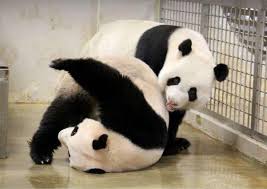 Right, well this 1985 hong kong comedy titled happy ghost ii (aka kai xin gui: Pandas At It Again Kai Kai And Jia Jia Enter Mating Season Singapore News Asiaone