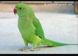 Birds You Can Have As Pets Uk Lost Indian Ringneck Parakeet Parrot Bird Wolverhampton West Midlands England United Kingdom L30897 Parakeet Ring Necked Parakeet Cute Baby Animals