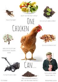 In the fall after the garden season has ended, let the chickens. Chickens Or How To Level Up Your Garden System Ecological Landscape Alliance