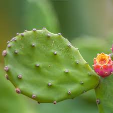 Image result for Opuntia