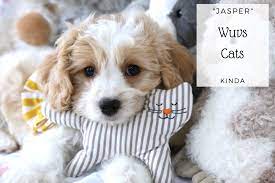 Our mommies have the best of care and love at three oaks. Available Cavachon And Cavapoo Puppies Foxglove Farm Cavachon Puppies Puppies Cavachon