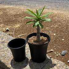 Image result for Monadenium torrei