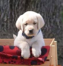 Black labs have a sweet nature. Labradorable English Labs Breeder Denise Williams Home Facebook