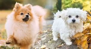 She has her own car seat and loves to ride. Maltese Pomeranian Price