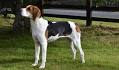 Treeing Walker Coonhound - PetGuide