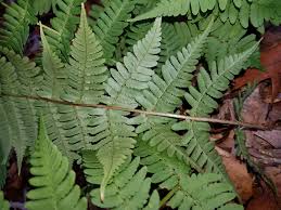 Image result for Dryopteris athamantica