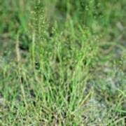 Image result for Agrostis taylorii