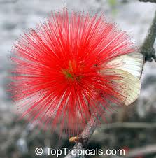 Image result for Calliandra tweedii