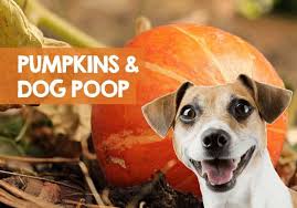 Check spelling or type a new query. Does Pumpkin Make Dogs Poop How Fast For Constipation