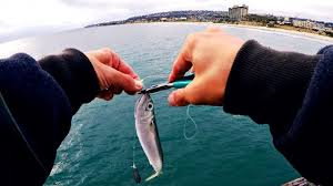 Discover the different types of saltwater fishing bait available. The 7 Best Saltwater Fishing Rig Setups