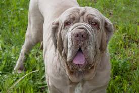 We were able to partner with austin pets alive to find. 509 Neapolitan Mastiff Photos Free Royalty Free Stock Photos From Dreamstime