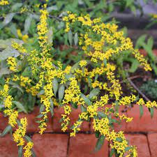 The Beauty And Pollinator Benefits Of Asters And Goldenrods Wild Seed Project