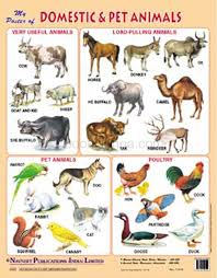 Pet monkeys m some exotic pet names for animals like monkeys include macchiato, madagasca and mang. My Poster Of Domestic Pet Animal Navneet Education India Limited Bookganga Com