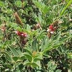 Image result for Indigofera schimperi
