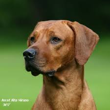 Image result for rhodéský ridgeback