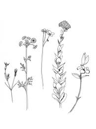 Wild Flower Drawing 1 Tatouages Vegetaux Idees De Tatouages Et Illustration