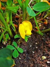 Image result for Arachis