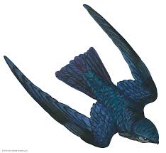 Unicolor, indian swiftlet, インドショクヨウアナツバメ a. Swiftlet Bird Britannica