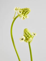 Image result for Ornithogalum