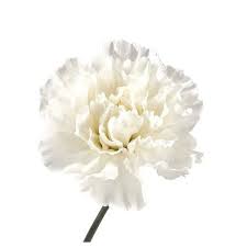 Whether you want special carnation flowers for mother's day, father's day, thank you, i am sorry or other occasions, yuvaflowers helps you buy. White Carnation Flower At Rs 50 Bunch Wilson Garden Bengaluru Id 19941197330