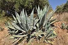 The stems might be green, but the blooms range from pale yellow. Agave Wikipedia