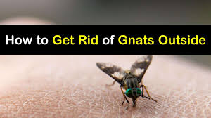 It's a natural fly repellent, as well as how to keep roaches away. How To Get Rid Of Gnats Outside