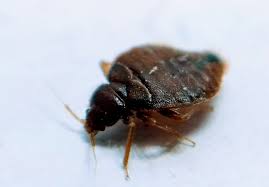 Wonder if you need regular pest control service for your home or business? Can Your Home Be Infested With Bed Bugs Even If You Have Not Traveled Recently South Florida Top Pest Control Manning Pest Control