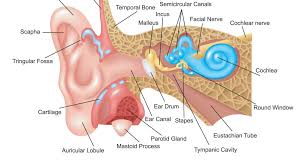 The outer part of the ear, i.e., pinna helps in the collection of sound vibrations and sends them to the eardrum. Labeled Science Diagrams Page 7 Of 17 Labeled Diagram Images Of Things And Processes
