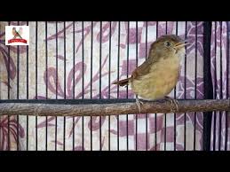 Asal anda tahu saja, burung common nightingale jantan memiliki nada yang sangat keras, bervariasi, serta aktif bernyanyi setiap jamnya burung flamboyan jantan dan betina. Download Flamboyan Nyuling Merdu Mp3 Mp4 3gp Flv Download Lagu Mp3 Gratis