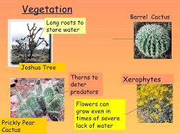 Desert cactus adaptations to the desert. Lsn34 How Do Plants And Animals Adapt To Life