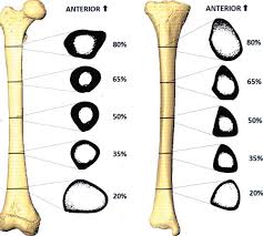 Hope you enjoy and please. Https Anatomypubs Onlinelibrary Wiley Com Doi Pdf 10 1002 Ar 22688