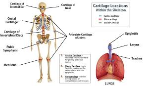 We humans also have some osseous tissue. Bones And Skeletal Tissues Scientist Cindy