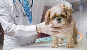 Pourquoi Mon Chien A Des Selles Blanches Dessus de selle blanc pour peugeot 103 / mbk 51. pourquoi mon chien a des selles blanches
