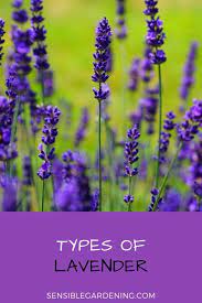 Types Of Lavender With Sensible Gardening Plant The Right Lavender For Your Gardening Zone Types Of Lavender Plants Lavender Plant Lavender Types