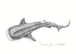 Whale Shark' - Original Graphite Pencil Drawing — Nicola Jane Rabbett Fine  Art Ltd
