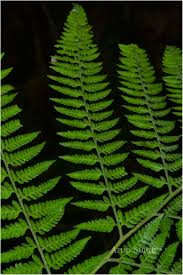 Image result for Microlepia speluncae