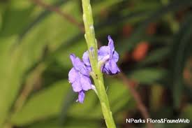 Image result for Stachytarpheta indica