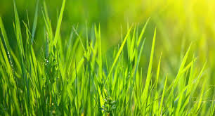 Maybe you would like to learn more about one of these? Lawn Care Calendar For Warm Season Lawns