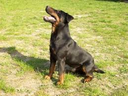 Image result for jagdteriér