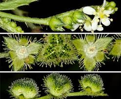 Image result for Caperonia